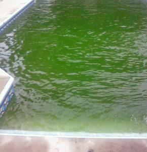 professional lakeland fl pool cleaning