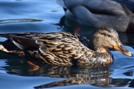 deter ducks in pool - lakeland pool cleaner